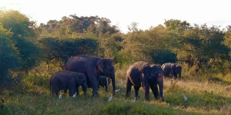 Wasgamuwa National Park