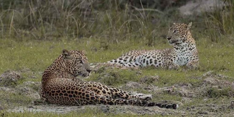 Wilpattu National Park