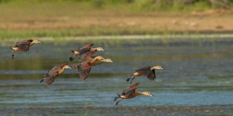 kumana national park 1