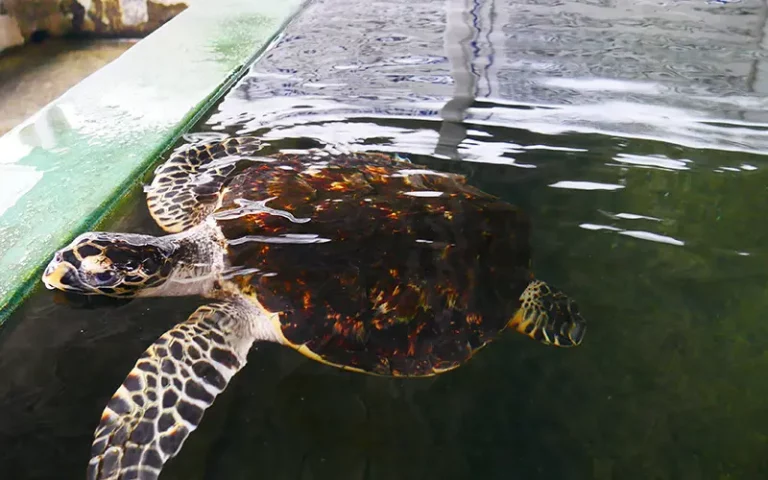 Turtle Hachery Hikkaduwa