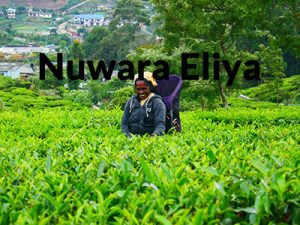 things to do in Nuwara Eliya