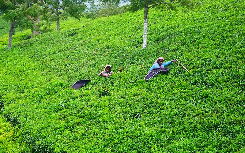 Pedro Tea Plantation