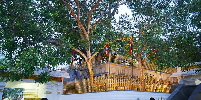 Jaya Sri Maha Bodhi Tree