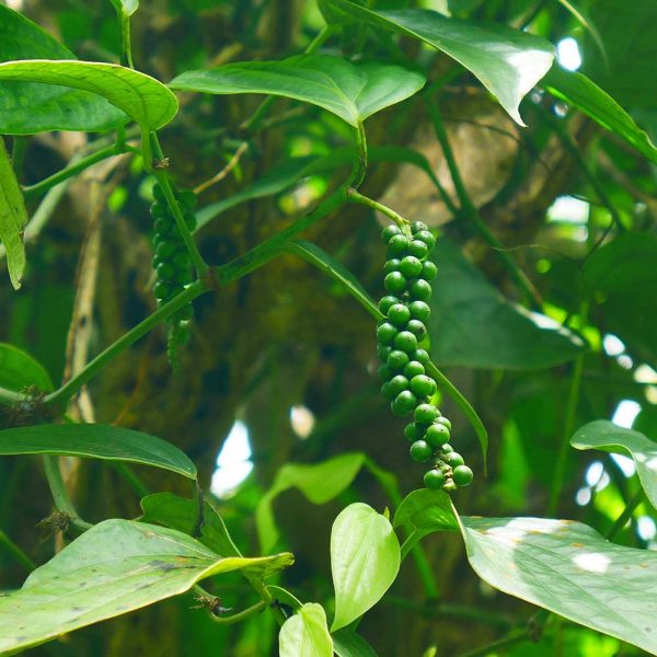 Black Pepper Peppercorns Spices - Image 2