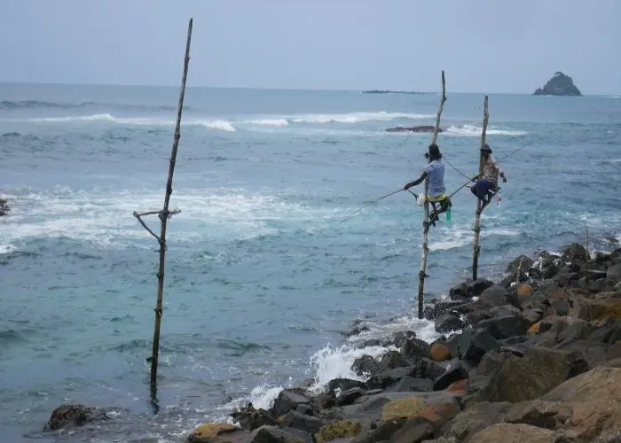 Stilt Fishermen in Ahangama and Midigama