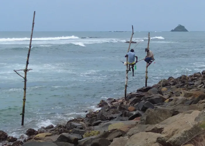 Stilt fishermen in Ahangama