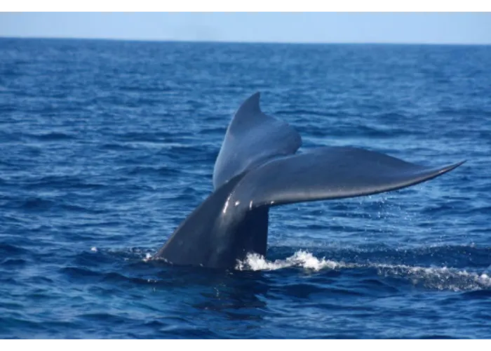 Whale & Dolphin watching in Mirissa