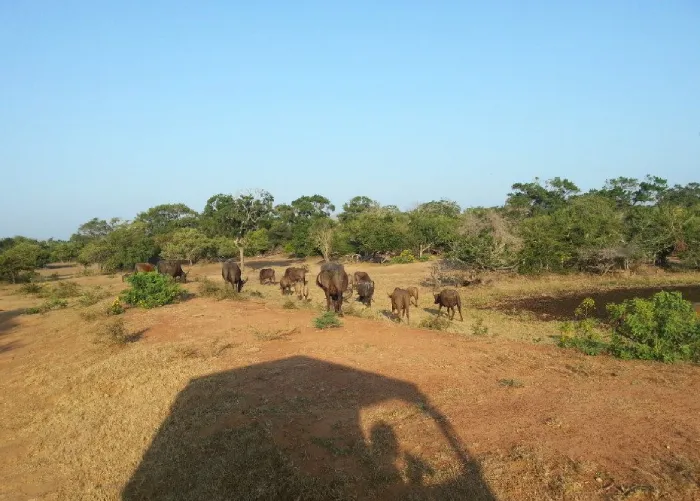 Safari at 'Yala National Park'