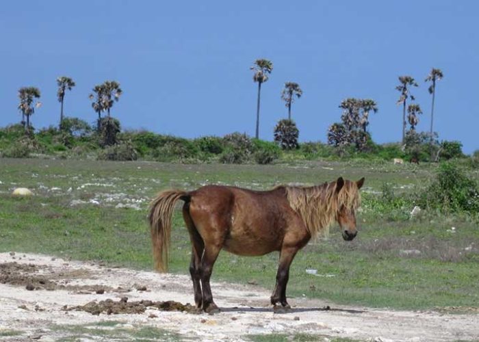 Delft Island, Jaffna